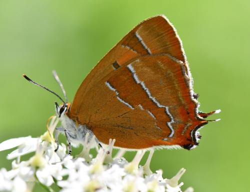 Thecla betulae